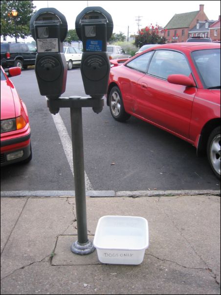 As a cat ownee, I object!