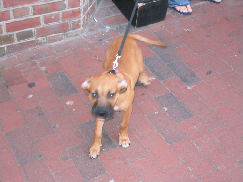 Nice Puppy!
