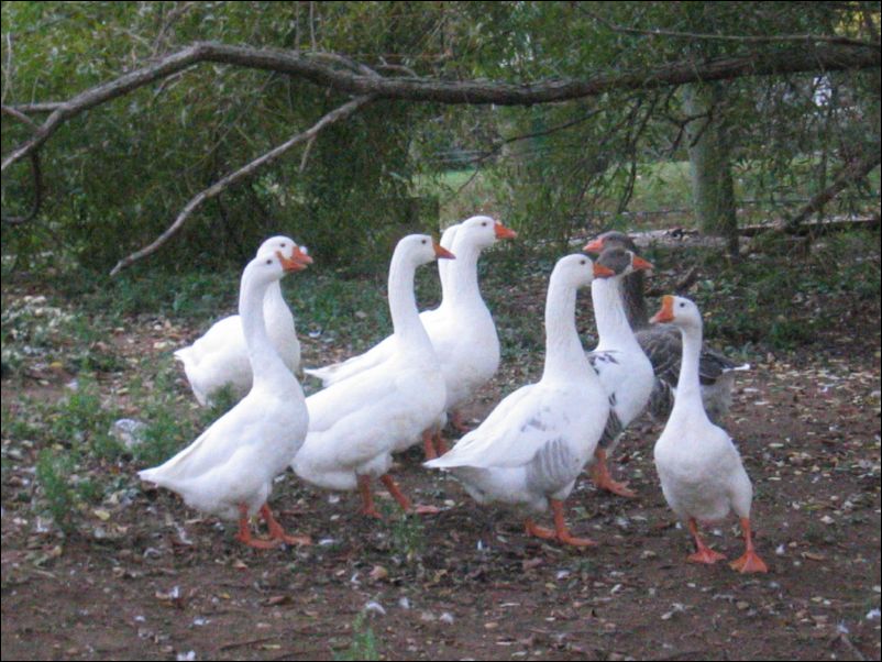 Goose Stew, on the hoof!