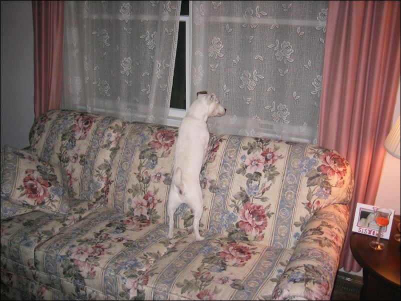 Harley, the Hyper JR Terrier