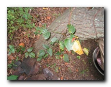 Click to enlarge or to suggest caption