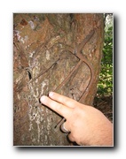 Click to enlarge or to suggest caption