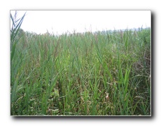 Click to enlarge or to suggest caption