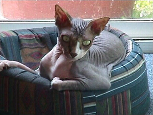 Leave nibblies overe ther,<br>fuzzy mice over there...