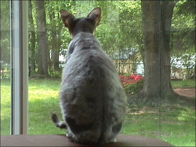 What the hell does that<br>squirrel think he's doing?
