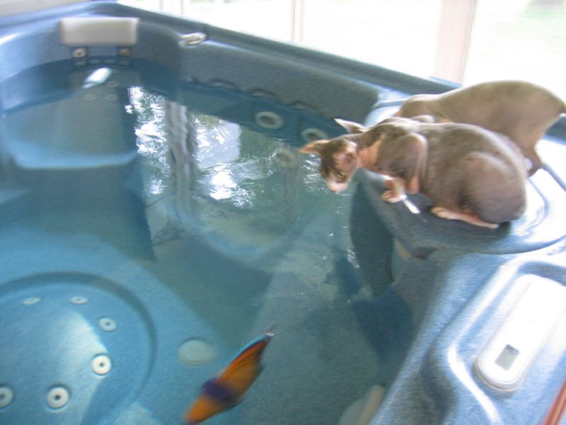 Fuzzee and Minne are fascinated