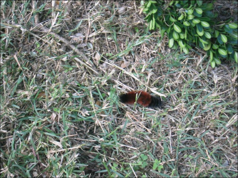 Fuzzy Caterpillar! Cold Winter a-coming!
