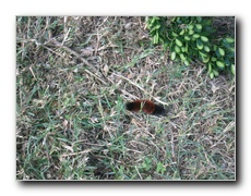 Click to enlarge or to suggest caption