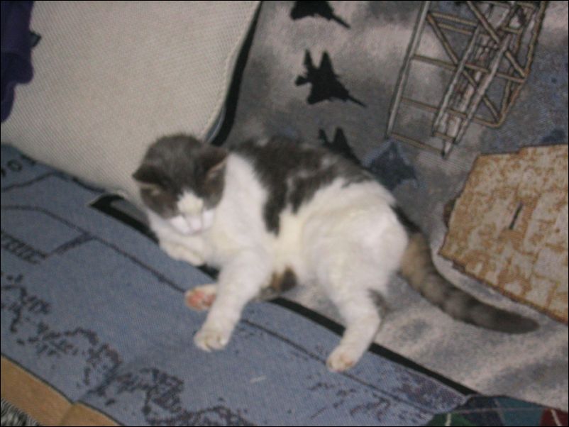 Little Cat, at it again!