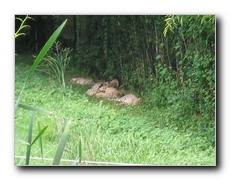 Click to enlarge or to suggest caption