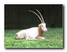 Click to enlarge or to suggest caption