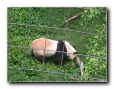 Click to enlarge or to suggest caption