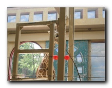 Click to enlarge or to suggest caption