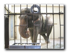 Click to enlarge or to suggest caption