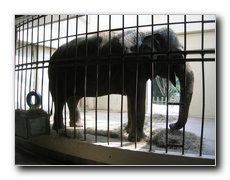 Click to enlarge or to suggest caption