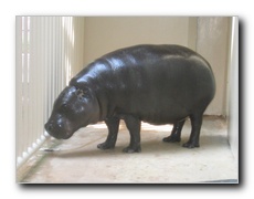 Click to enlarge or to suggest caption