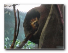 Click to enlarge or to suggest caption