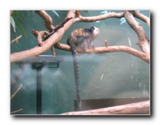 Click to enlarge or to suggest caption