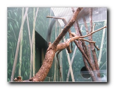 Click to enlarge or to suggest caption