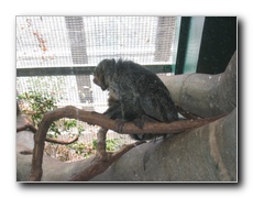 Click to enlarge or to suggest caption