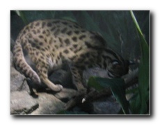 Click to enlarge or to suggest caption