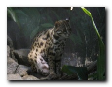 Click to enlarge or to suggest caption