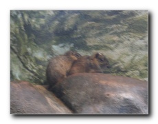 Click to enlarge or to suggest caption