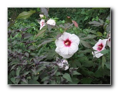 Click to enlarge or to suggest caption