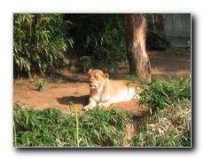 Click to enlarge or to suggest caption