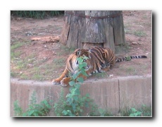 Click to enlarge or to suggest caption