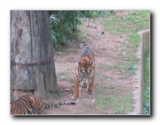 Click to enlarge or to suggest caption