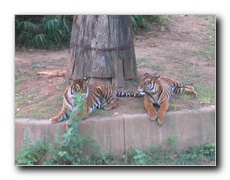 Click to enlarge or to suggest caption