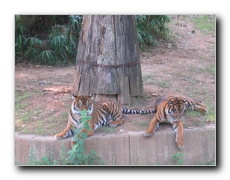 Click to enlarge or to suggest caption