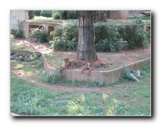 Click to enlarge or to suggest caption