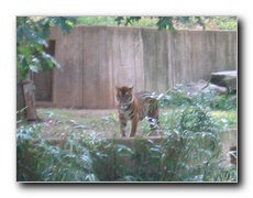 Click to enlarge or to suggest caption