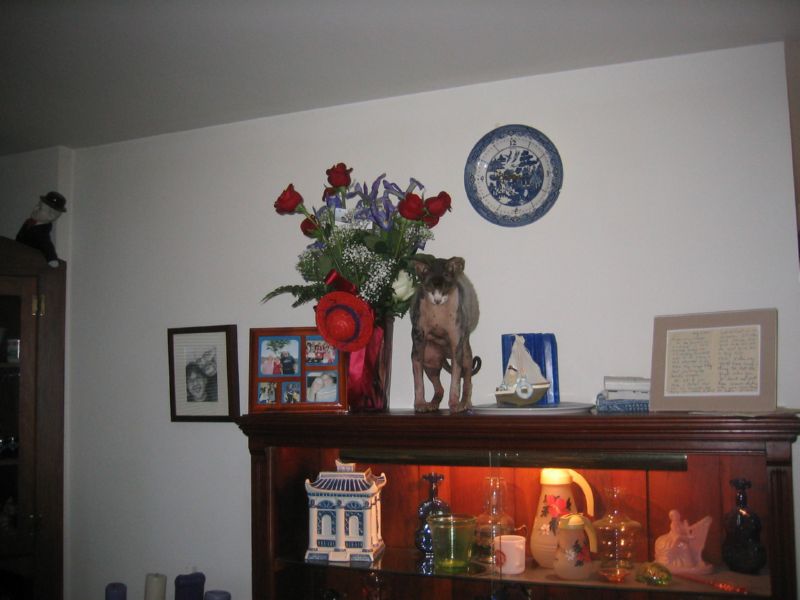 Fuzzee spent the night with his Momee's Flowers