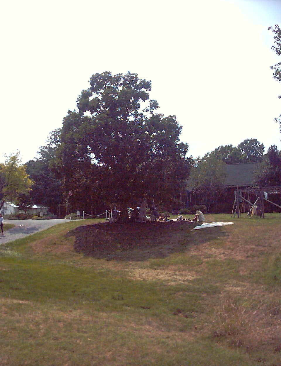 We setup camp under this offspring of the late great Maryland Wye Oak